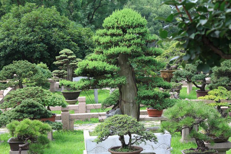885-Suzhou,19 luglio 2014.JPG